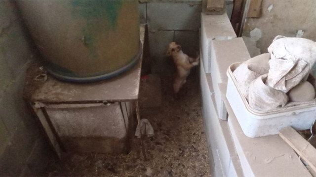 БАБХ спря дейността на незаконен развъдник, в който е родено кучето Рая